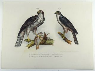 1860 Goshawk Accipiter - Fitzinger FOLIO colour lithograph hand finish 2