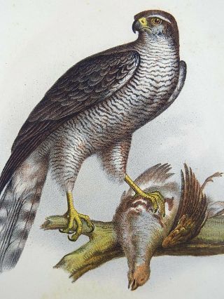 1860 Goshawk Accipiter - Fitzinger FOLIO colour lithograph hand finish 3