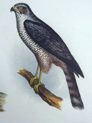 1860 Goshawk Accipiter - Fitzinger FOLIO colour lithograph hand finish 4