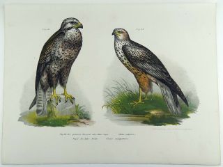 1860 Buteo Raptor Harrier - Fitzinger Folio Colour Lithograph Hand Finish
