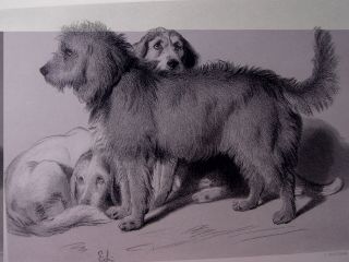 Sir Edwin Landseer - The Three Dogs.  Engraving By C.  Mottram.  Ca.  1875