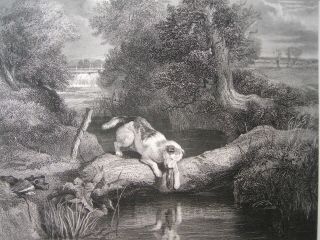 Sir Edwin Landseer - The Dog And The Shadow.  Engraving By C.  Cousen.  Ca.  1875