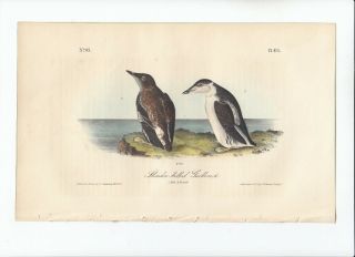 Audubon Octavo Birds Of America Print 1840: Slender - Billed Guillemot 475