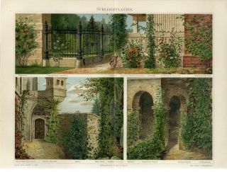 1895 Garden Climber Plants Rose Flowers Passiflora Antiquechromolithograph Print