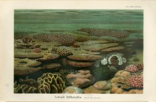 1895 Marine Tropical Coral Reef Life Fish Antique Chromolithograph Print