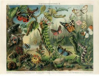 1895 Butterfly Beetles Grasshopper Bugs Antique Chromolithograph Print A.  Morin