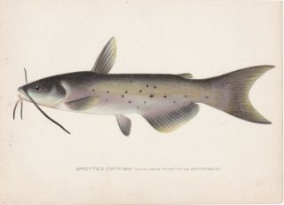 Antique Fish Print: The Spotted Or Channel Catfish By S.  F.  Denton 1907