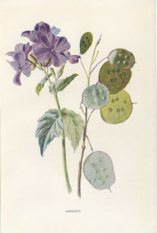Honesty Flower Flowers Floral Antique Botanical Print By Hulme
