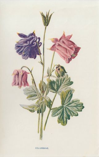 Columbine Flower Art Antique Botanical Print By Hulme