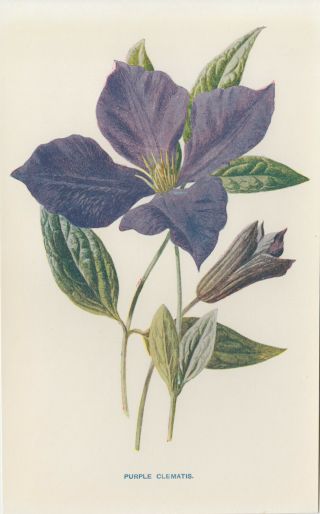 Purple Clematis Flower Art Antique Botanical Print By Hulme