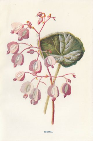 Begonia Flower Flowers Floral Antique Botanical Print By Hulme