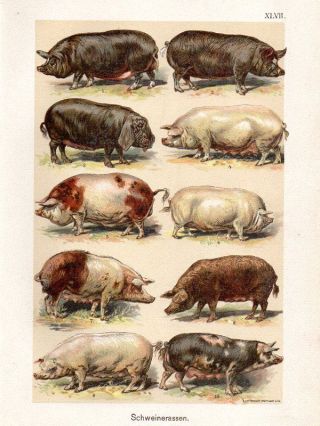 1899 Martin Chromolithograph Pig Breeds