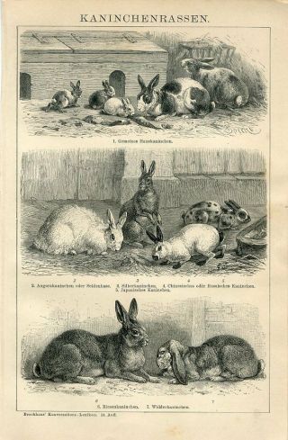 1895 Rabbit Breeds Antique Engraving Print F.  Specht