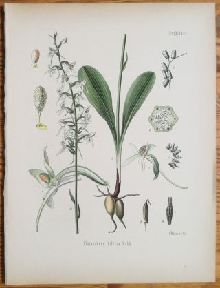 Koehler: Large Print Medicinal Plants Orchid Platanthera Bifolia - 1887