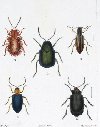 1839,  Pretre Set - 2 - Handpainted Copper Engr.  Coleoptera Beetles,  Etc Hbx