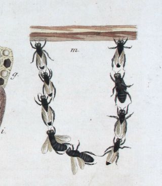 1790 Antique Print Set - 2 - Hand/color Engr.  Bee Insect Etc Hd7