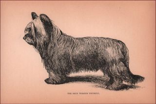 Skye Terrier Dog,  Thurkill,  Antique Engraving,  1892