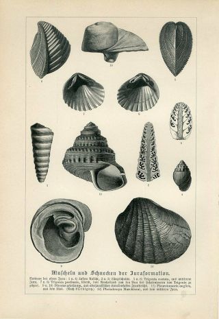 1887 Prehistoric Jurassic Sea Shells Mussels Engraving Print Neumayr