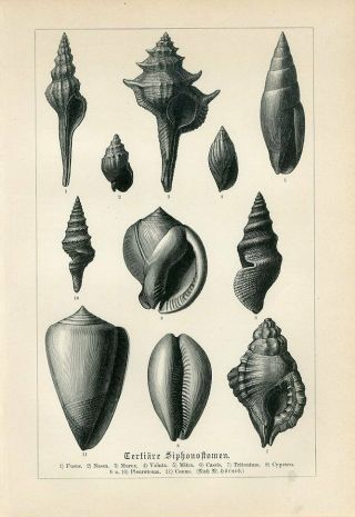 1887 Tertiary Sea Shells Fusus Nasa Murex Mitra Conus Engraving Print Neumayr