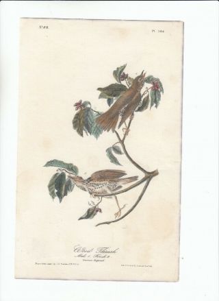 Rare Jj Audubon 8vo Birds Of America Print 1840: Wood Thrush 144