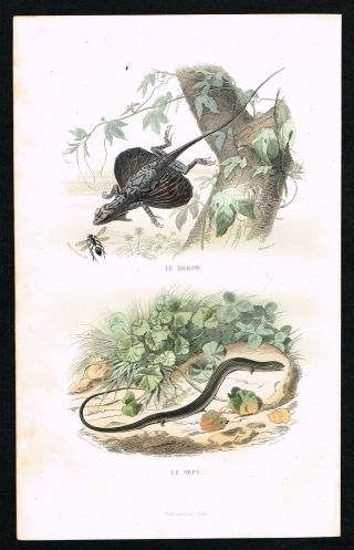 Flying Dragon & Five - Toed Whip Lizard,  Reptiles - 1847 Antique Hand - Col.  Print