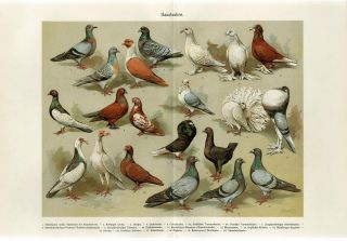 1890 Brehm Domestic Pigeon Dove Breeds Birds Chromolithograph Print K.  Wagner