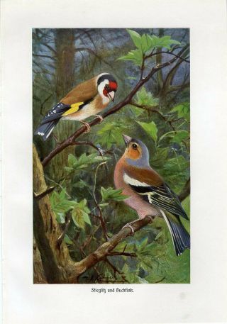 C1900 A.  Brehm Golden Finch Common Chaffinch Birds Antique Litho Print