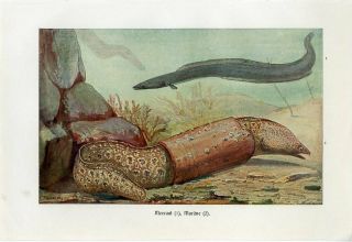 C1900 A.  Brehm Moray Eel European Conger Eel Fish Antique Litho Print