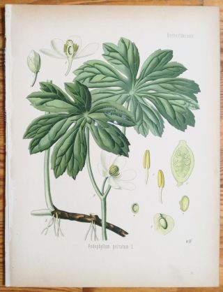 Koehler: Large Print Medicinal Plants Mayapple Podophyllum 1887