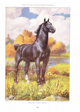 1923 Vintage Horse Print German Coach Horse Painting A/s E.  H.  Miner