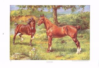 1923 Vintage Horse Print Hackney Horse Painting A/s E.  H.  Miner