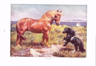 1923 Vintage Horse Print Suffolk Horse Painting A/s E.  H.  Miner