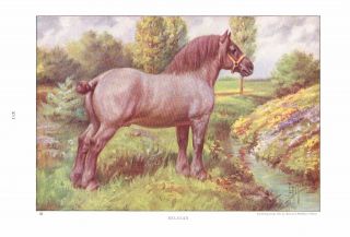 1923 Vintage Horse Print Belgian Horse Painting A/s E.  H.  Miner