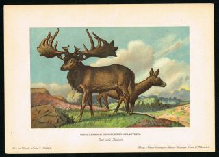 Irish Elk Prehistoric Extinct Animal Deer - 1900 Antique Print - F.  John