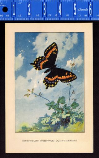 1917 Weed Butterfly Color Print: Newfoundland Swallowtail