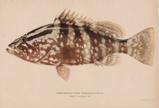 Antique Fish Print: Nassau Grouper By Albertus Baldwin 1902