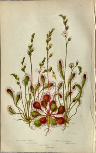 Botanical Print Antique,  Pratt,  Flowering Plants Of Great Britain,  Sundew,  C1866