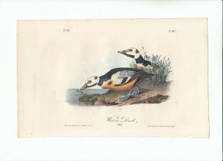 Rare First Ed Audubon 8vo Birds Of America Print 1840: Western Duck 407