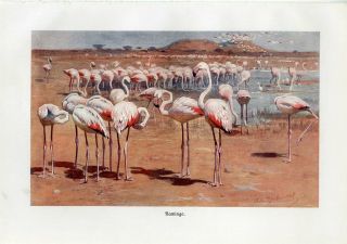 C1900 A.  Brehm Flamingo Birds Antique Litho Print
