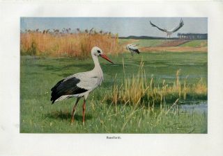 C1900 A.  Brehm Stork Birds Antique Litho Print