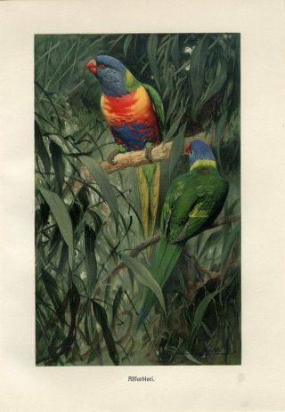 1890 A.  Brehm Coconut Lorikeet Parrots Birds Antique Chromolithograph Print