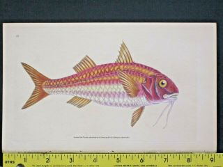 Striped Red Mullet,  Mullus Surmuletus,  Masterfully Hdc.  Fish,  Donovan 