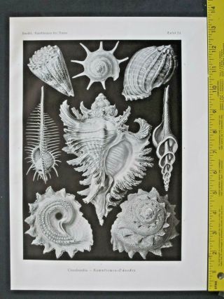 Ernst Haeckel,  Shells,  Ctenobranchia,  Art Forms In Nature,  Ca.  1924