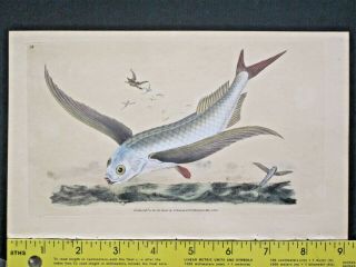 Flying Fish,  Exocoetus Volitans,  Masterfully Hdc.  Fish,  Donovan 