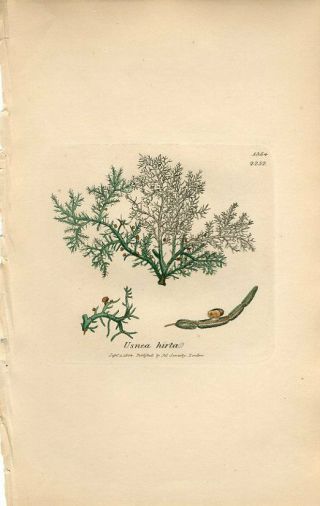 1804 Sowerby Lichen Rough Usnea Antique Hand/colored Copper Engraving Print