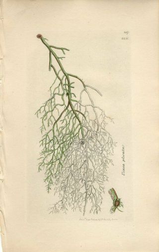 1795 Sowerby Lichen Stringy Usnea Antique Hand/colored Copper Engraving Print