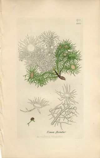 1801 Sowerby Lichen Flowery Usnea Antique Hand/colored Copper Engraving Print