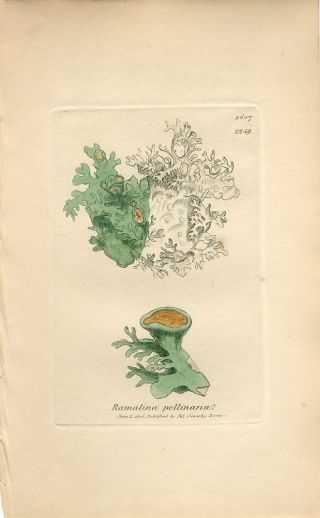 1806 Sowerby Lichen Broad - Leaved Mealy Ramalina Hand/col.  Copper Engraving Print