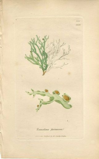 1801 Sowerby Lichen Narrow Mealy Ramalina Antiquehand/col.  Copper Engraving Print