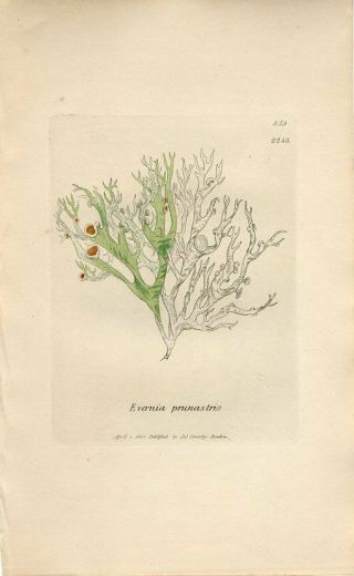 1801 Sowerby Lichen Ragged Hoary Evernia Antique Hand/col.  Copper Engraving Print